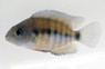Cutter's Blue-Eyed Cichlid :: 18301