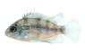 Cutter's Blue-Eyed Cichlid :: 18301
