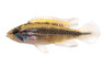 Double Red Dwarf Agassizii Cichlid :: 18304