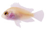 Pink Convict Cichlid :: 18310