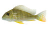 Eartheater Redstriped Surinamensis :: 18342