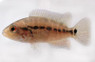 Motaguense Red Tiger :: 18348