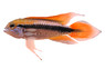 Dwarf Agassizii Flame Red Cichlid :: 18357