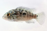 Cuban Cichlid :: 18363