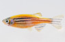 Glo Striped Sunburst Orange Danio :: 22512