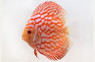 Gold Dragon Discus :: 24032