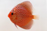 Brilliant Red Turquoise Discus :: 24033