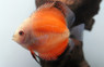 Creamsicle Discus :: 24036