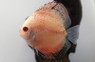 Snow Pigeon Blood Discus :: 24037