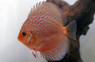 Snakeskin Discus :: 24039