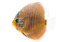 Scorpion Blue Discus :: 24044