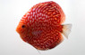Dynamic Red Pigeon Blood Discus :: 24045