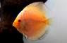 White Snakeskin Discus :: 24049