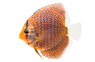 Snakeskin Red Spotted Discus :: 24055