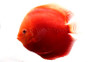 Red Valentine Discus :: 24058