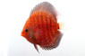 Rising Sun Snakeskin Discus :: 24059