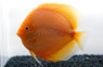 White Diamond Discus :: 24062