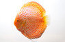 Snakeskin Yellow Discus :: 24063
