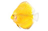 Snakeskin Yellow Discus :: 24063