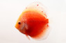 White & Red Discus :: 24064