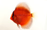 Ghost Discus :: 24065