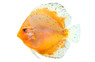 Kohaku Discus :: 24072