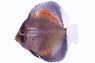 Yellow Ghost Discus :: 24073