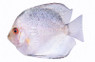 Pearl Diamond Discus :: 24074