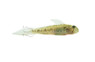Sharptail Goby :: 30036