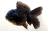 Oranda Black :: 31017