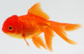 Oranda Red :: 31022