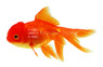 Red Oranda Goldfish :: 31022