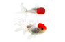 Red Cap Oranda Goldfish :: 31025