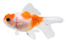 Crown Pearlscale Goldfish :: 31029