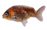 Ranchu Calico :: 31033