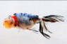 Calico Bubble Eye Goldfish :: 31057
