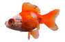 Red & White Butterfly Goldfish :: 31065