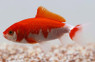 Red & White Wakin Goldfish :: 31071