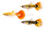 Mixed Guppy, Male  :: 33000