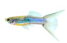 Japanese Blue Swordtail Guppy, Male  :: 33014