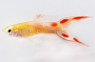 Endler's Golden Guppy, Male :: 33039