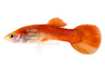 Flamingo Red Guppy, Male  :: 33043