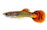 Red Cobra Guppy, Male  :: 33046