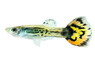 Leopard Tail Guppy, Male :: 33047