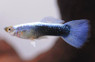 Blue Neon Male Guppy :: 33059