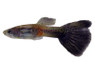 Purple Delta Guppy, Male  :: 33068