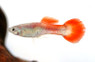 Fire Tail Male :: 33070