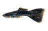 Moscow Black Guppy, Male  :: 33076