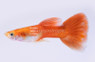 Moscow Red Guppy, Male :: 33089