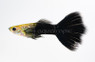Black Guppy, Male :: 33120